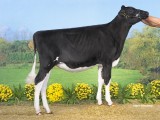 Kamp. Jong: NRP Australia 2, V. Atwood, NRP Holsteins, Nijbeets